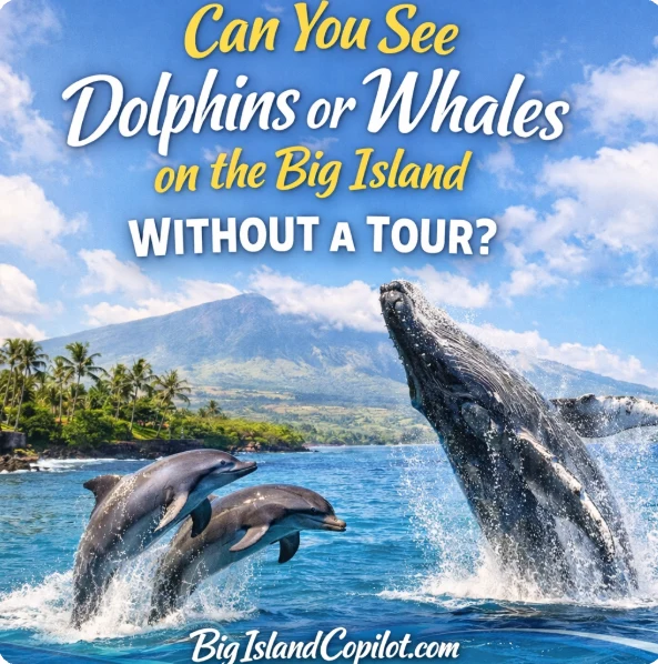Feature image of Dolphins and Whales for a guide explaining how to see Dolphins and Whales on the Big Island without a tour.